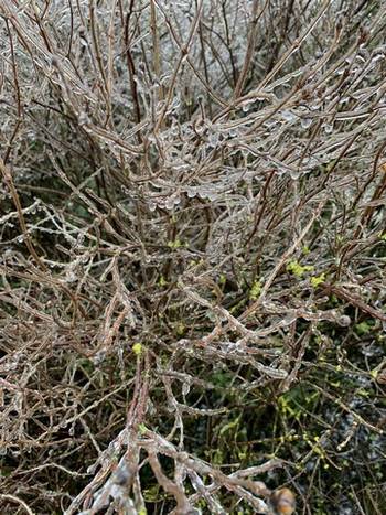 Glasierte Natur
Tiefgefroren