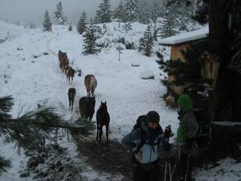 Krimmler Wasserfälle
Gruppenfoto
Krimmler Achental
Abstieg von der Richterhütte
Pferde im Schnee an der Rainbachalm